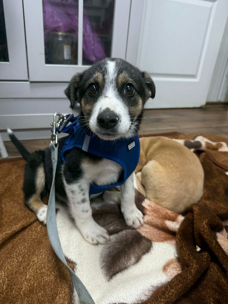 Romania

Joshie is a 5 month old pup who was found by the side of the road in incredibly poor condition 💔
He's our little miracle, our little fighter ❤️
Joshie is a gentle, loving soul 🧡
He can live with dogs and cats and can be child tested!

Apply: pawprints2freedom.co.uk/apply