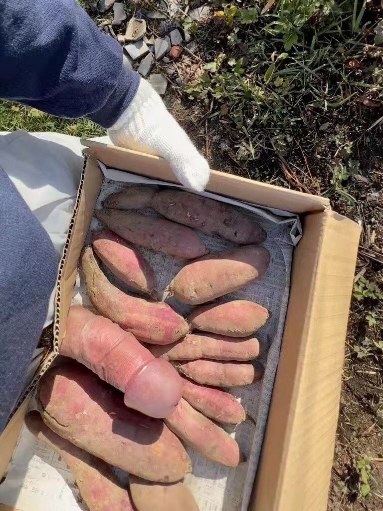 Belize Cricket Club tweet media