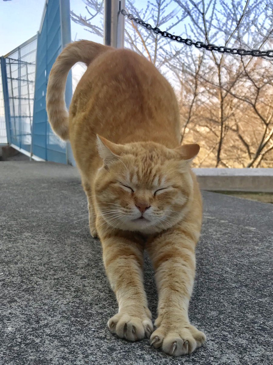 bijutsu1's tweet image. 時をかける猫ニャ596 "Cats Who Leapt Through Time" (20180314) 

『Ken🐈‍⬛🐈Go』ちょうど 8年前🎨美術館西側でそれぞれの朝を迎えてましたニャ。#尾道市立美館 #尾道 #猫