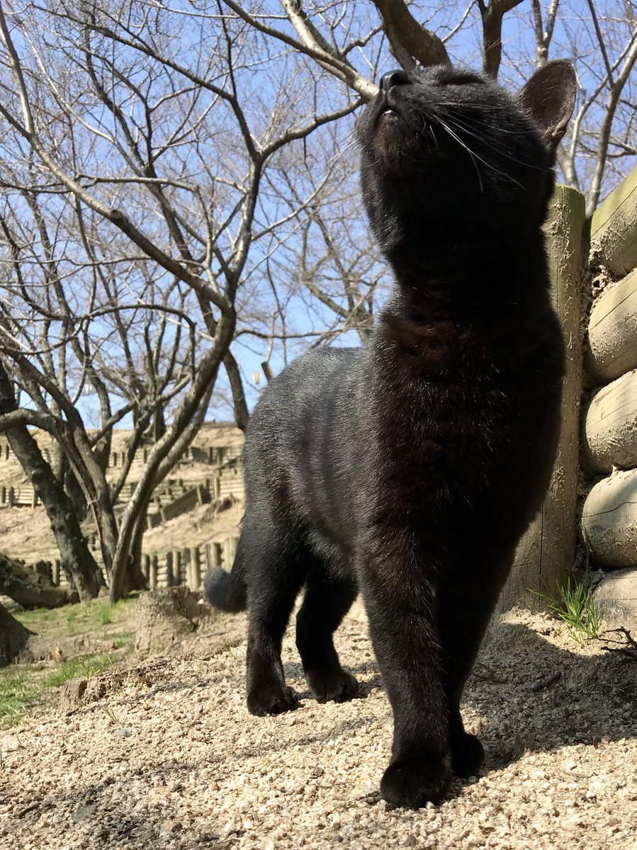 bijutsu1's tweet image. 時をかける猫ニャ596 "Cats Who Leapt Through Time" (20180314) 

『Ken🐈‍⬛🐈Go』ちょうど 8年前🎨美術館西側でそれぞれの朝を迎えてましたニャ。#尾道市立美館 #尾道 #猫