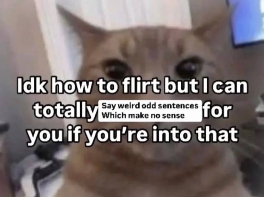 Tweets Of Cats (@tweetsofcats) on Twitter photo 