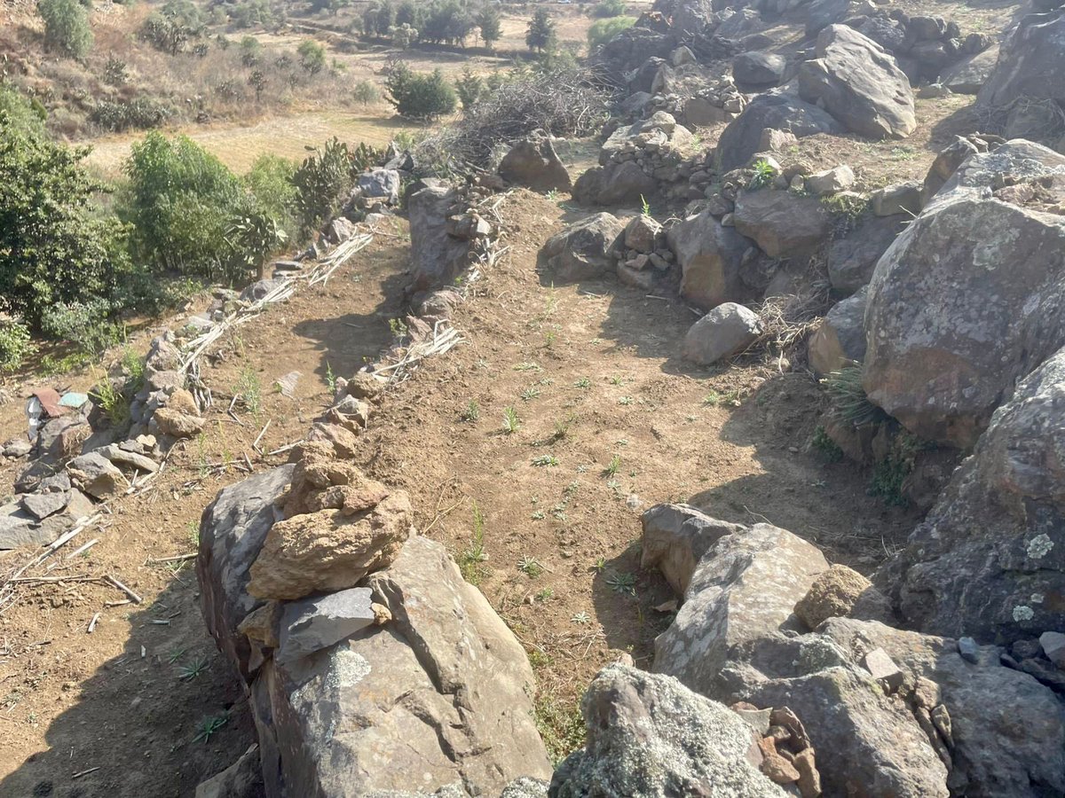 Adán Peña tweet media