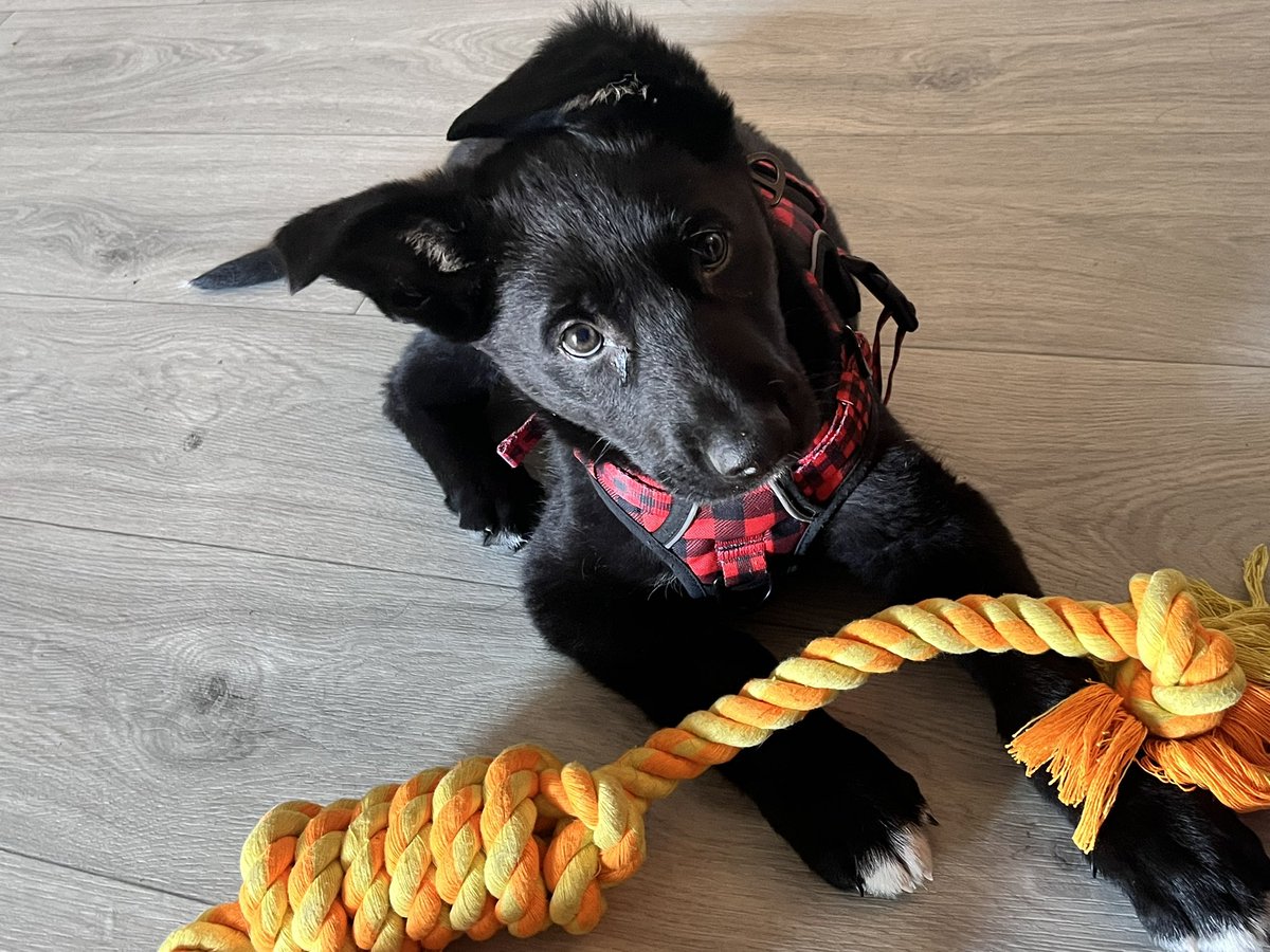 Gawra 🦔💎 tweet media