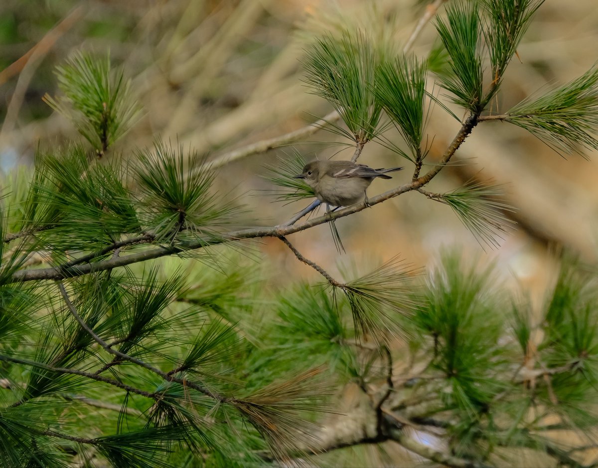 birds101 tweet media