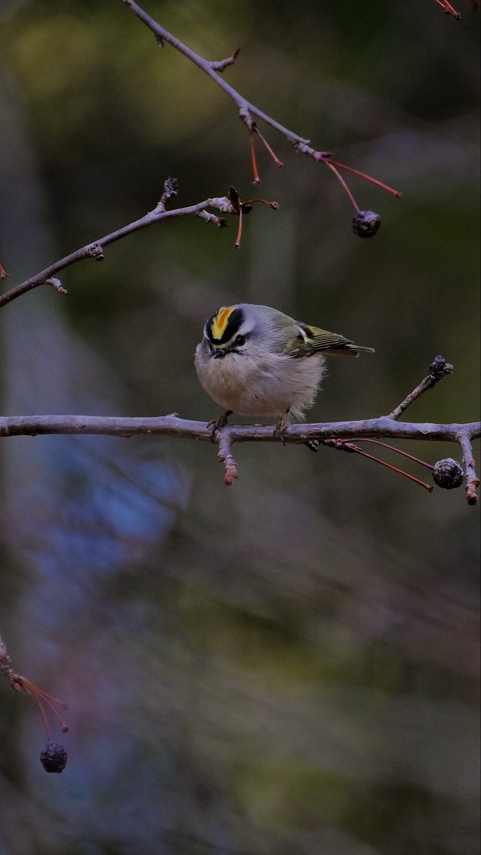 birds101 tweet media