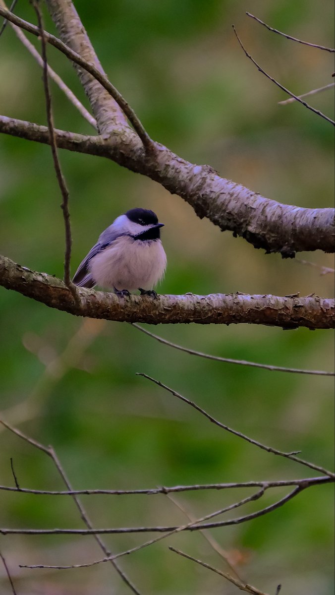 birds101 tweet media