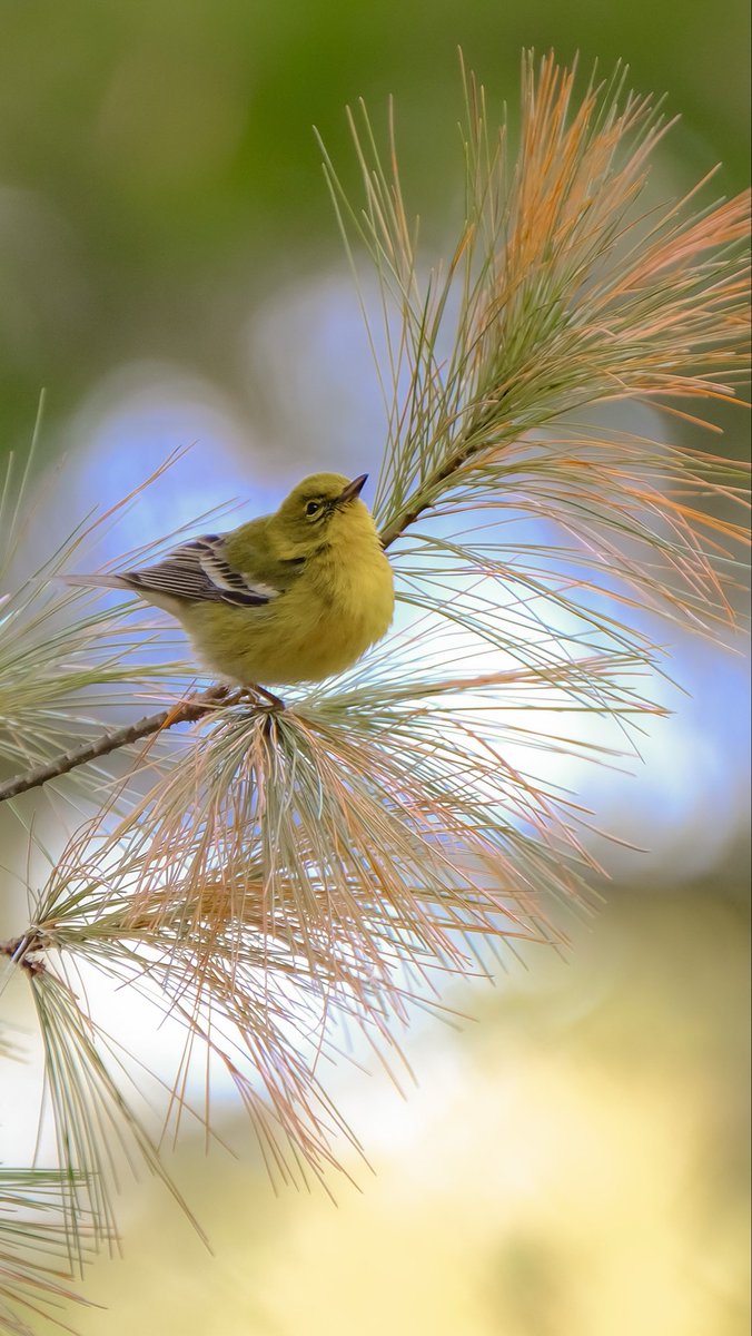 birds101 tweet media