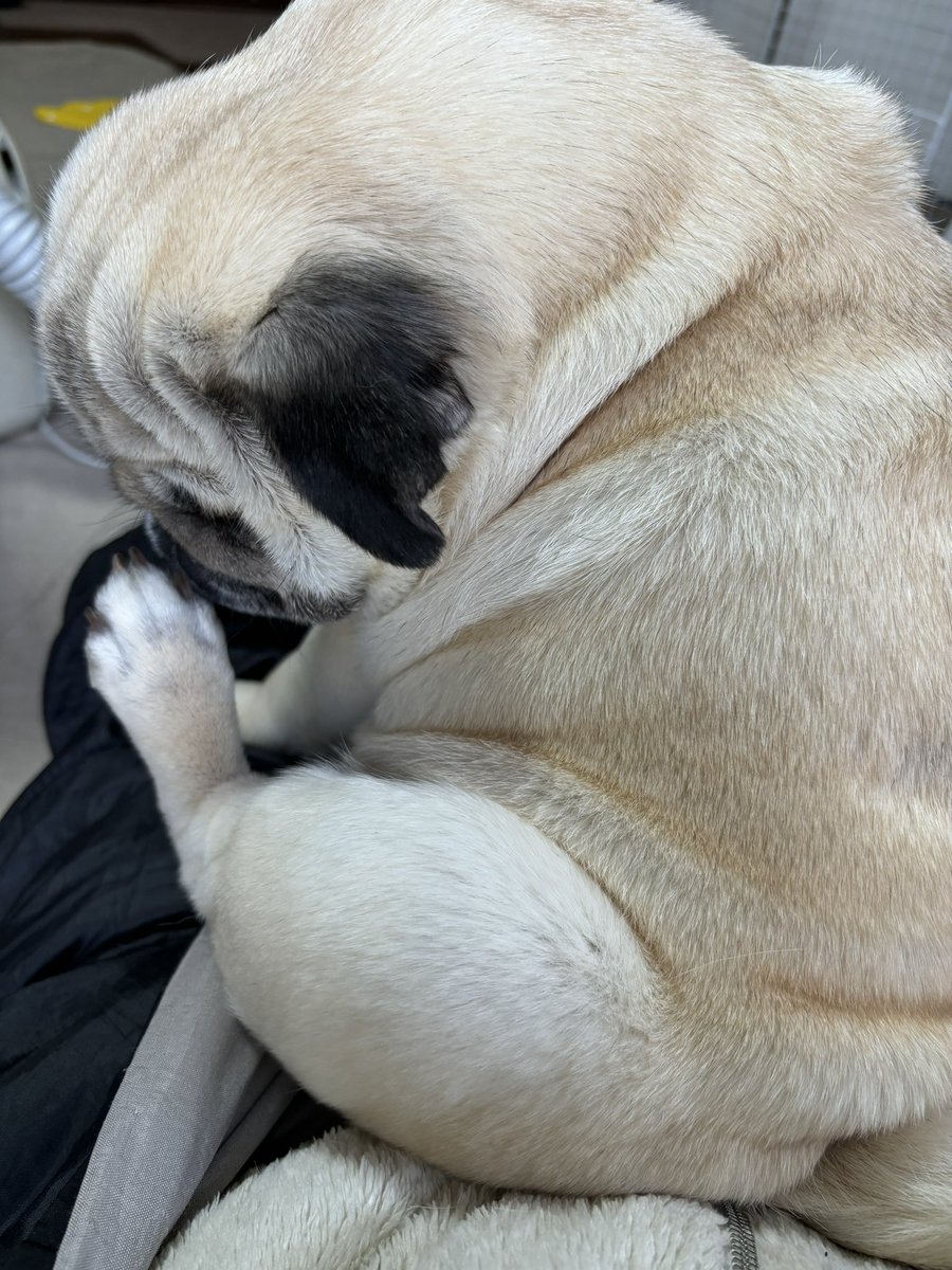 Mr.むむ tweet media