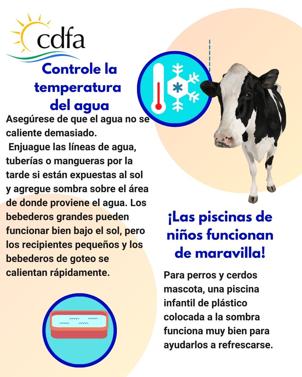 CDFAnoticias's tweet image. California está teniendo una ola de calor que se extenderá hasta la próxima semana. Siga estos consejos para ayudar a mantener a sus animales frescos durante estas altas temperaturas.
#Livestock #Ganado #animales #animals #California