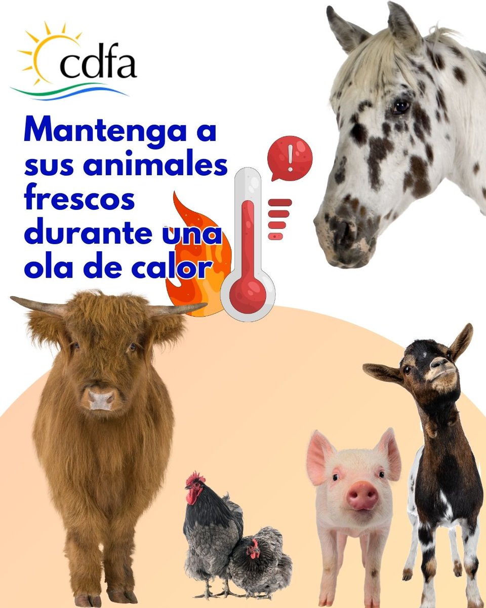 CDFAnoticias's tweet image. California está teniendo una ola de calor que se extenderá hasta la próxima semana. Siga estos consejos para ayudar a mantener a sus animales frescos durante estas altas temperaturas.
#Livestock #Ganado #animales #animals #California