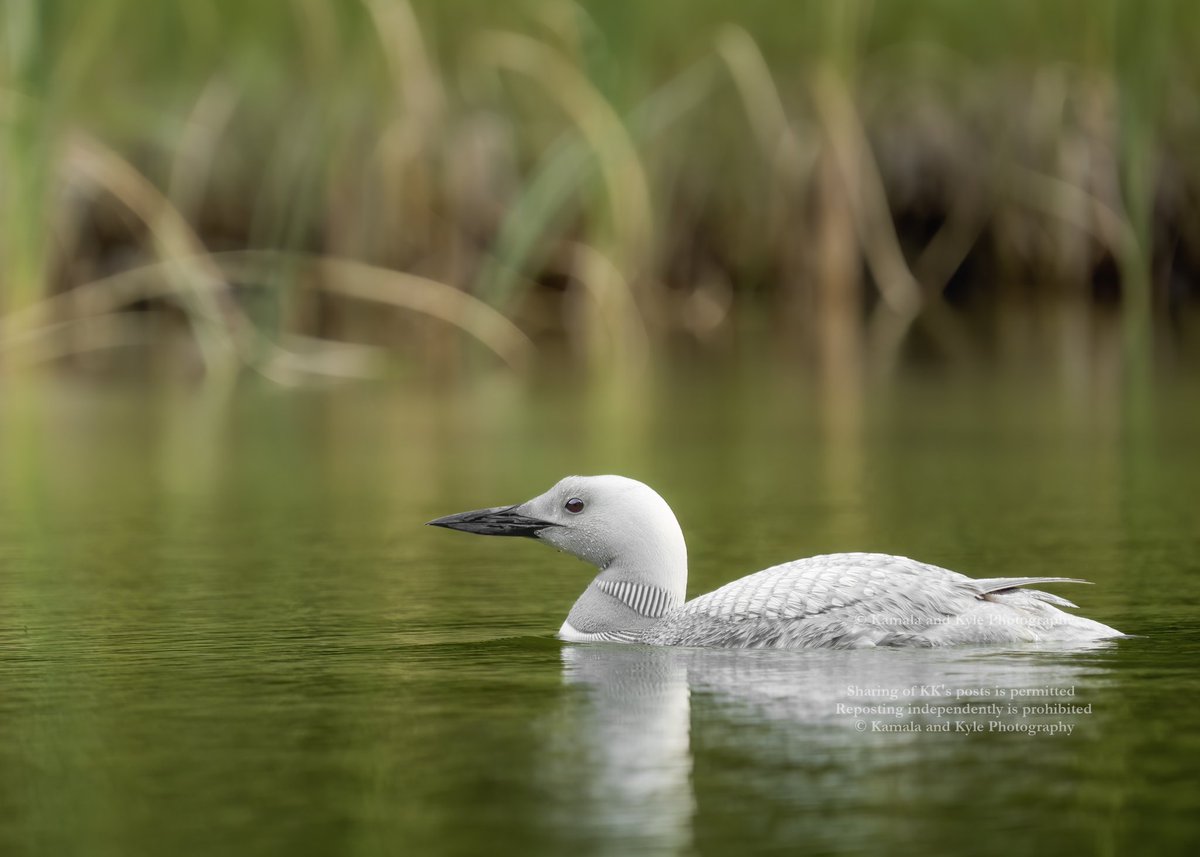 Kamala and Kyle Photography tweet media