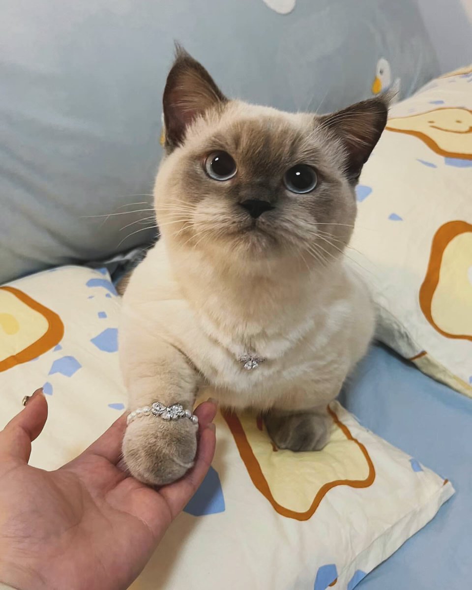 The Cats 𝕏 tweet media
