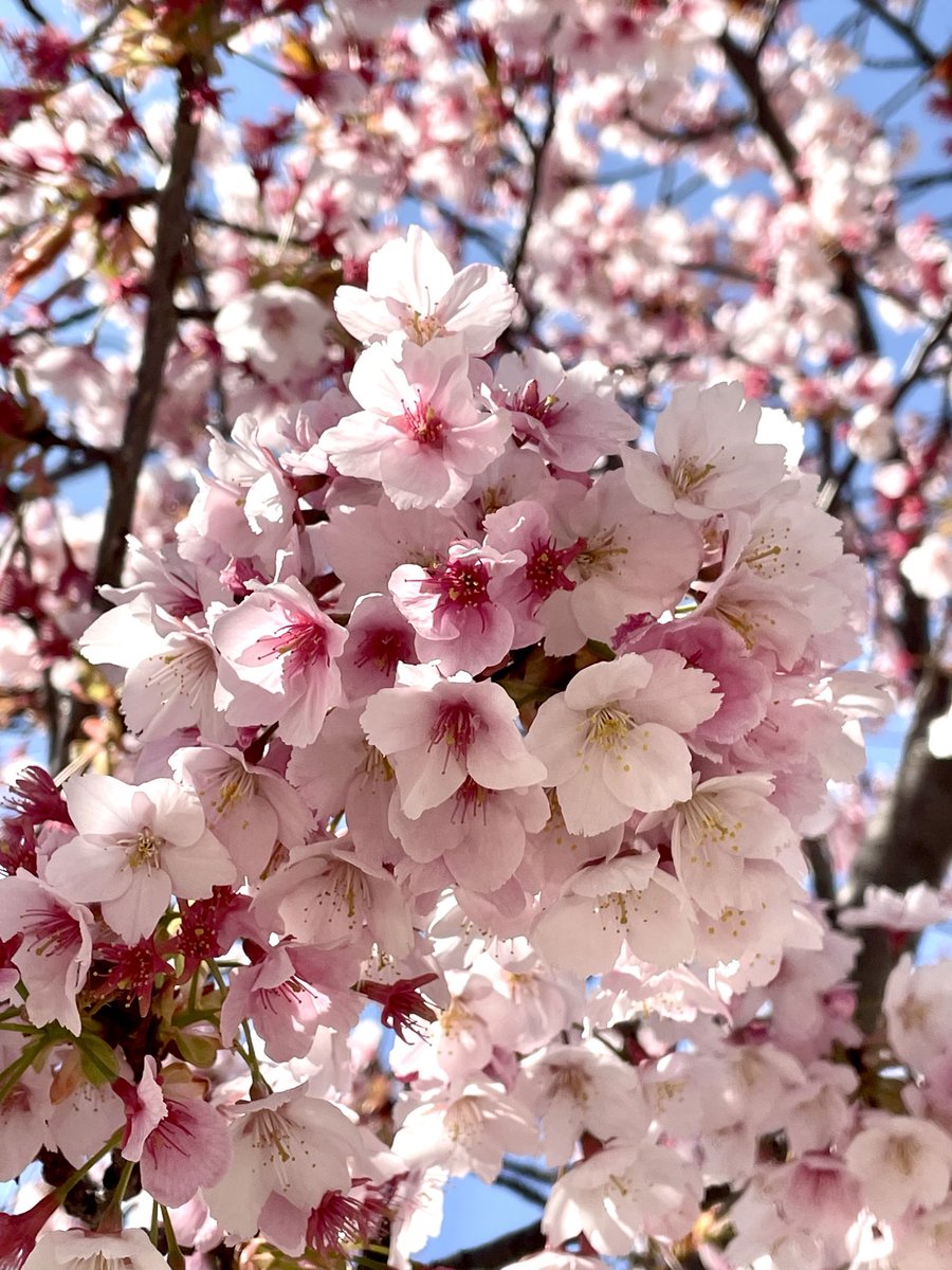 みぃ🐣 tweet media