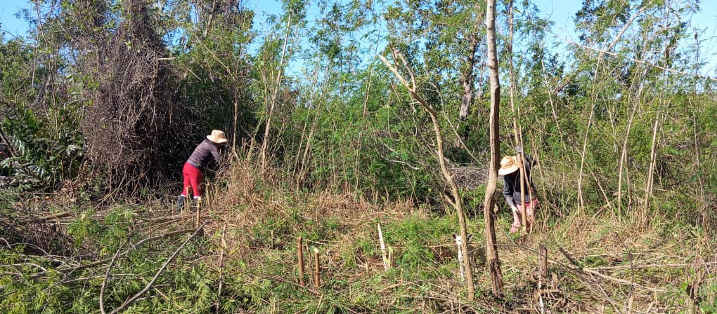 Las especies exóticas invasoras  cambian la composición y estructura de los #ecosistemas, alteran la cantidad y calidad del #agua disponible en #humedales, intoxican el #suelo, transforman paisajes naturales y dañan los sistemas productivos.