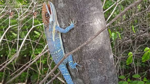 Los #reptiles terrestres de #Cuba están representados por 21 familias, 29 géneros y 160 especies. 
#Biodiversidad #Naturaleza
<a href="/citmaciego/">citmaciego</a> <a href="/citmacuba/">Ministerio de Ciencia, Tecnología y Medio Ambiente</a> <a href="/DCitmaCA/">Janet Quiñones Galvez</a> <a href="/YamileJimnezPe1/">Yamile Jiménez Peña</a> <a href="/OGAmbienteCuba/">Odalys Caridad Goicochea Cardoso</a> <a href="/mcolivera2966/">María del Carmen Olivera Isern</a>