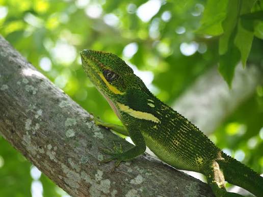 Los #reptiles terrestres🦎son el segundo grupo de mayor endemismo dentro de los vertebrados de #Cuba, superados solamente por los #anfibios. 
<a href="/citmaciego/">citmaciego</a> <a href="/citmacuba/">Ministerio de Ciencia, Tecnología y Medio Ambiente</a> <a href="/DCitmaCA/">Janet Quiñones Galvez</a> <a href="/YamileJimnezPe1/">Yamile Jiménez Peña</a>