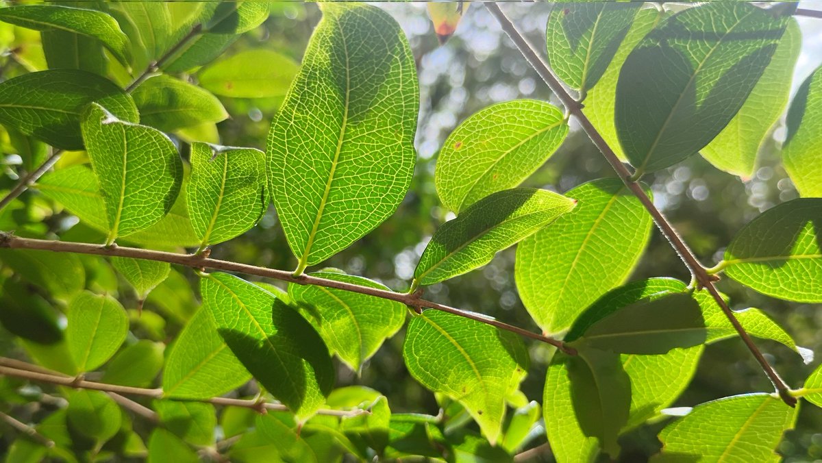 Tydyn Rain St. Clair tweet media