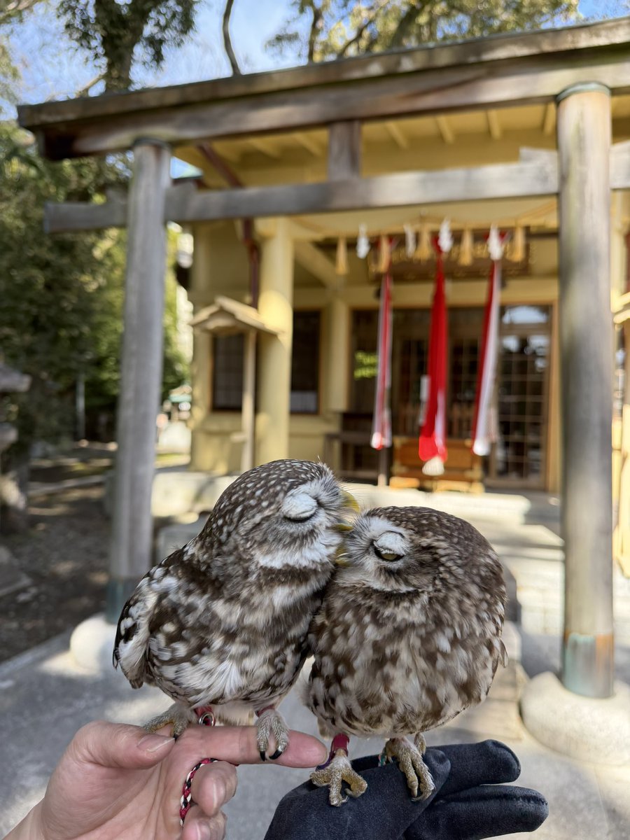 #TLを可愛い鳥でいっぱいにしよう