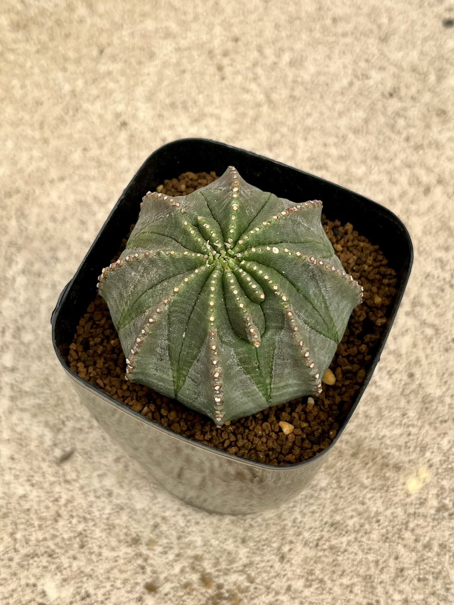 abcaudex's tweet photo. 【3/14 花園グリーンセンター 入荷情報】
おはようございます
本日の補充はオベサ各種、鉄甲丸、亀甲竜、シンメトリカ、グラウカ、パキポ実生などなど
おすすめは綴化しそうなオベサとこぶりなシンメトリカ https://t.co/dzFWGxFH8Q