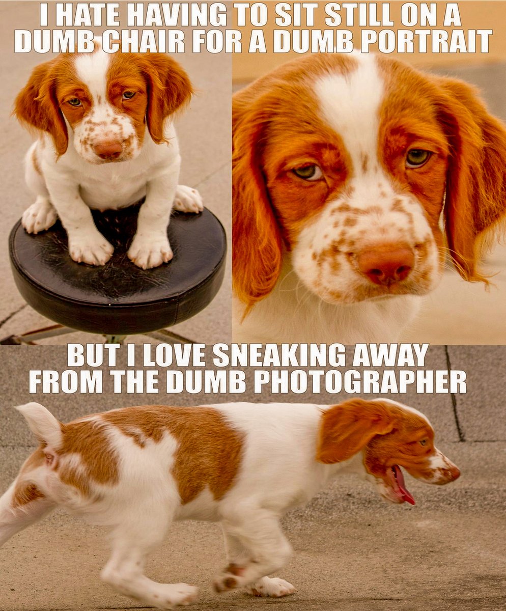 🐶Nope Nope Nope — Ain’t Gonna Do It! 😠
🐕Nutty Nunzi Tall Tail Tales
GregoryMancuso.com/nuttynunzi
Mancuso Photo + Video — GregoryMancuso.com
----
#nuttynunzi #nuttynunzitalltailtales #dogsofX #doglife #doghumor #gregorymancuso