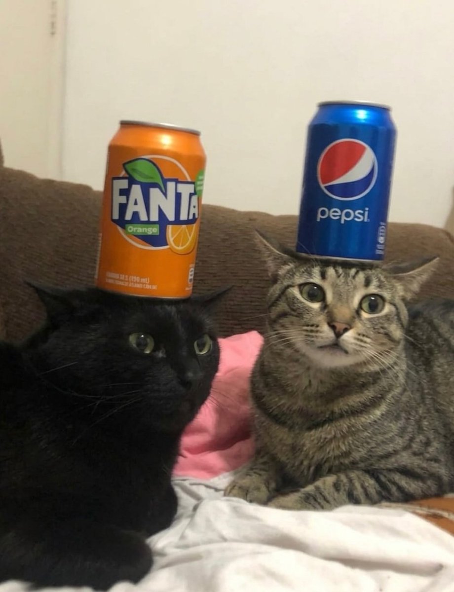 daily cats ♡ tweet media