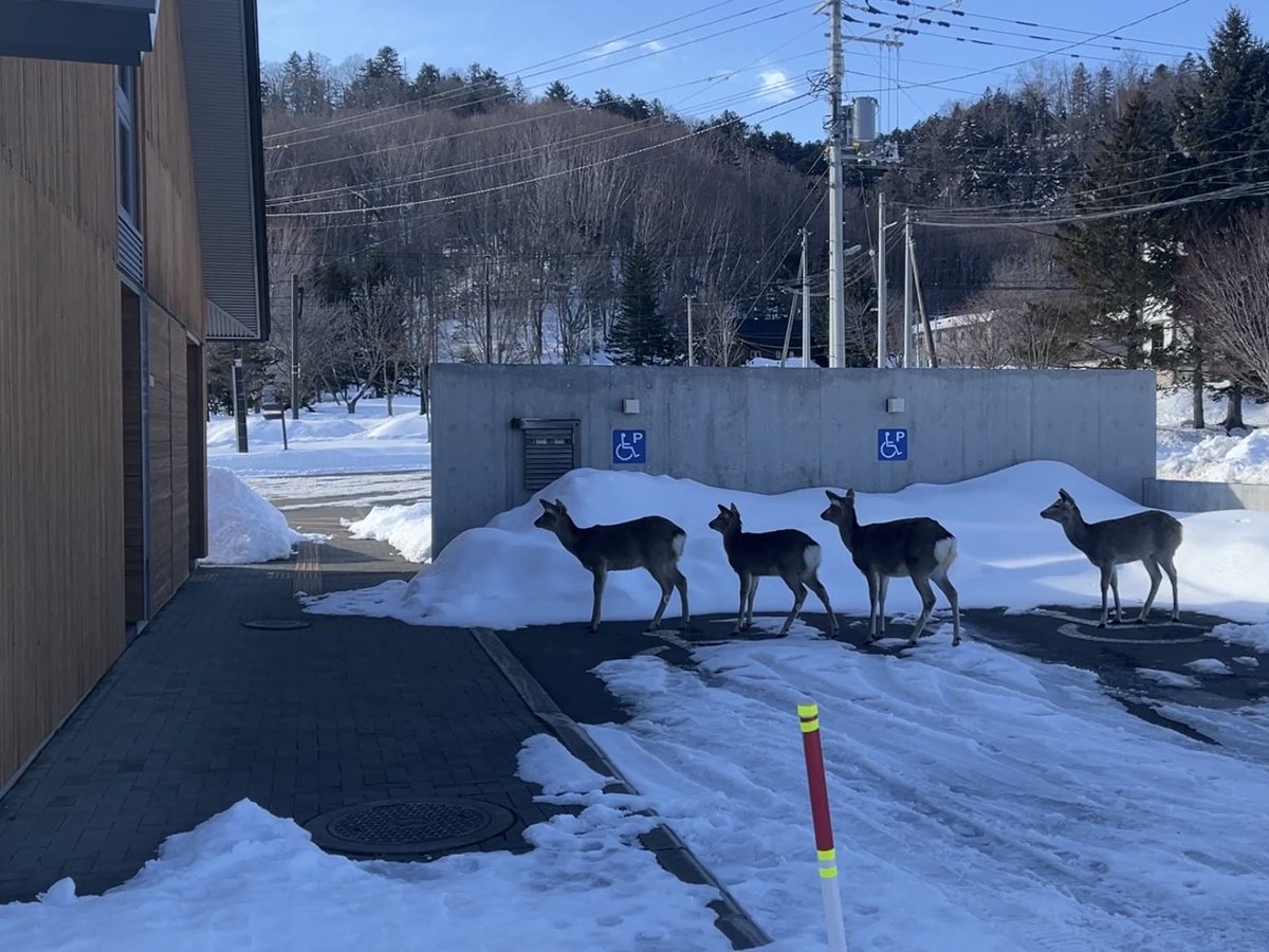 ひがし大雪自然館 tweet media