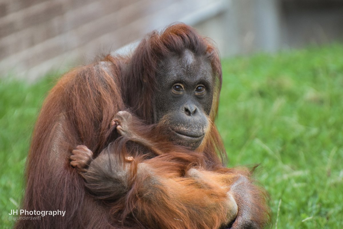 jessica 🐒 tweet media