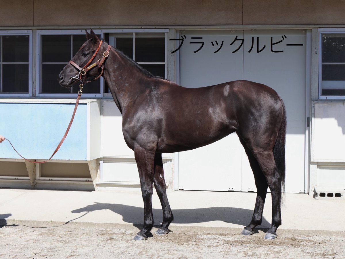 田中博康厩舎【公式】 tweet media