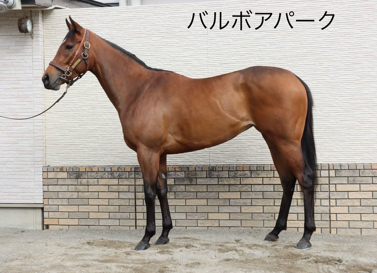 田中博康厩舎【公式】 tweet media