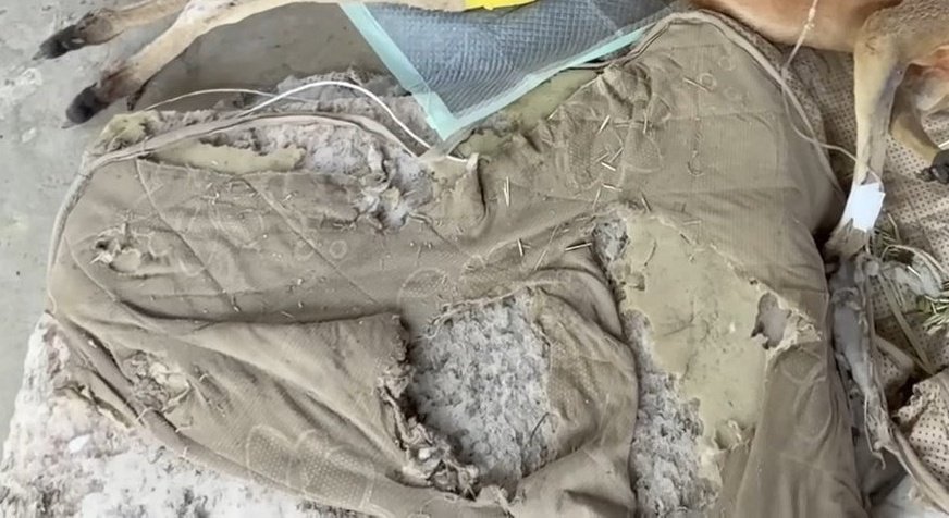 Annposta tweet media