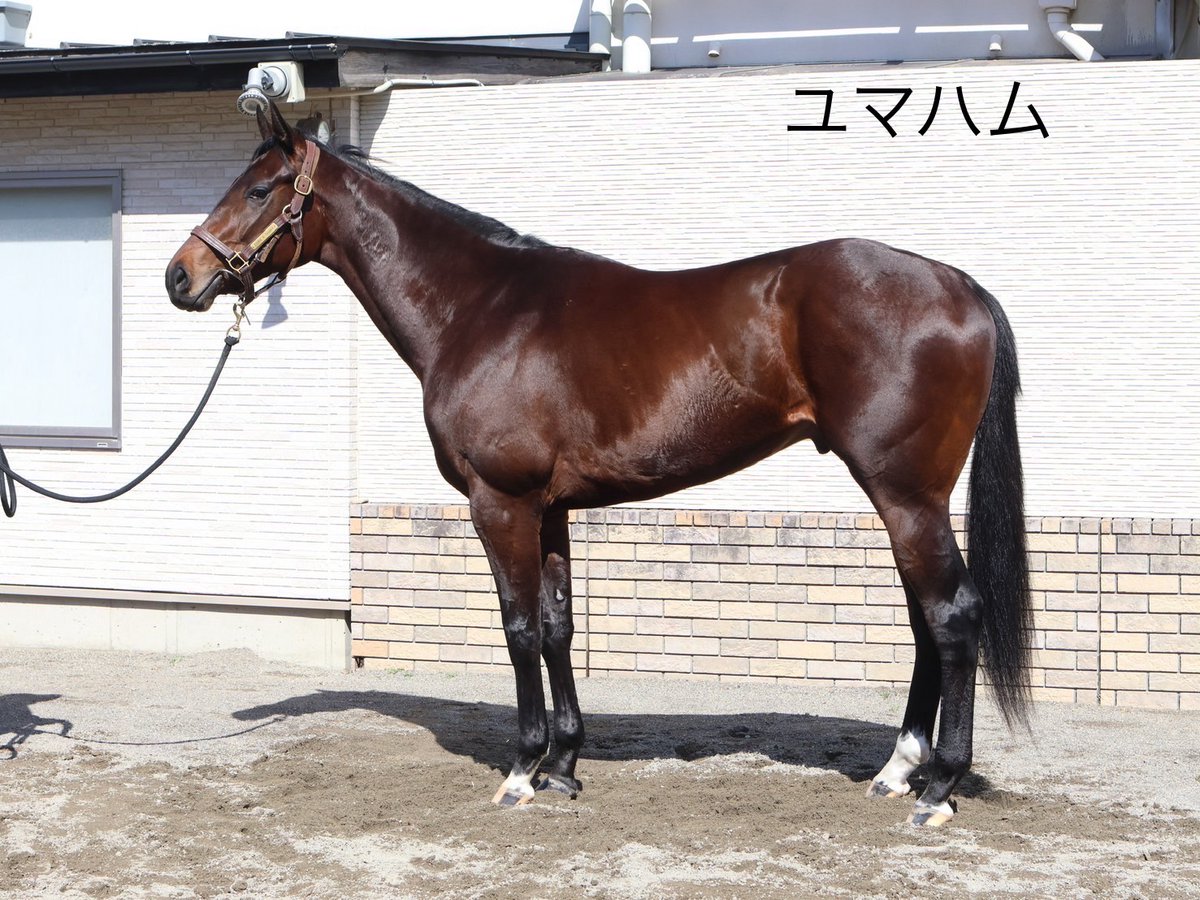 田中博康厩舎【公式】 tweet media