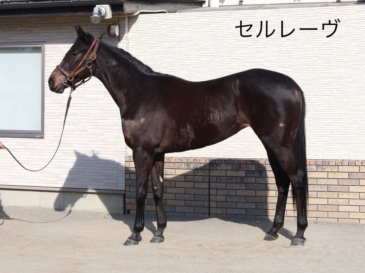 田中博康厩舎【公式】 tweet media