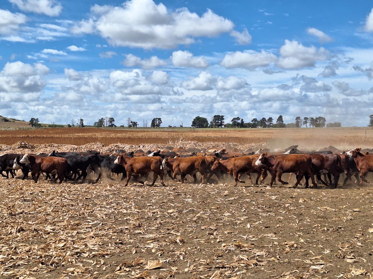 SDVE - INTA Balcarce tweet media