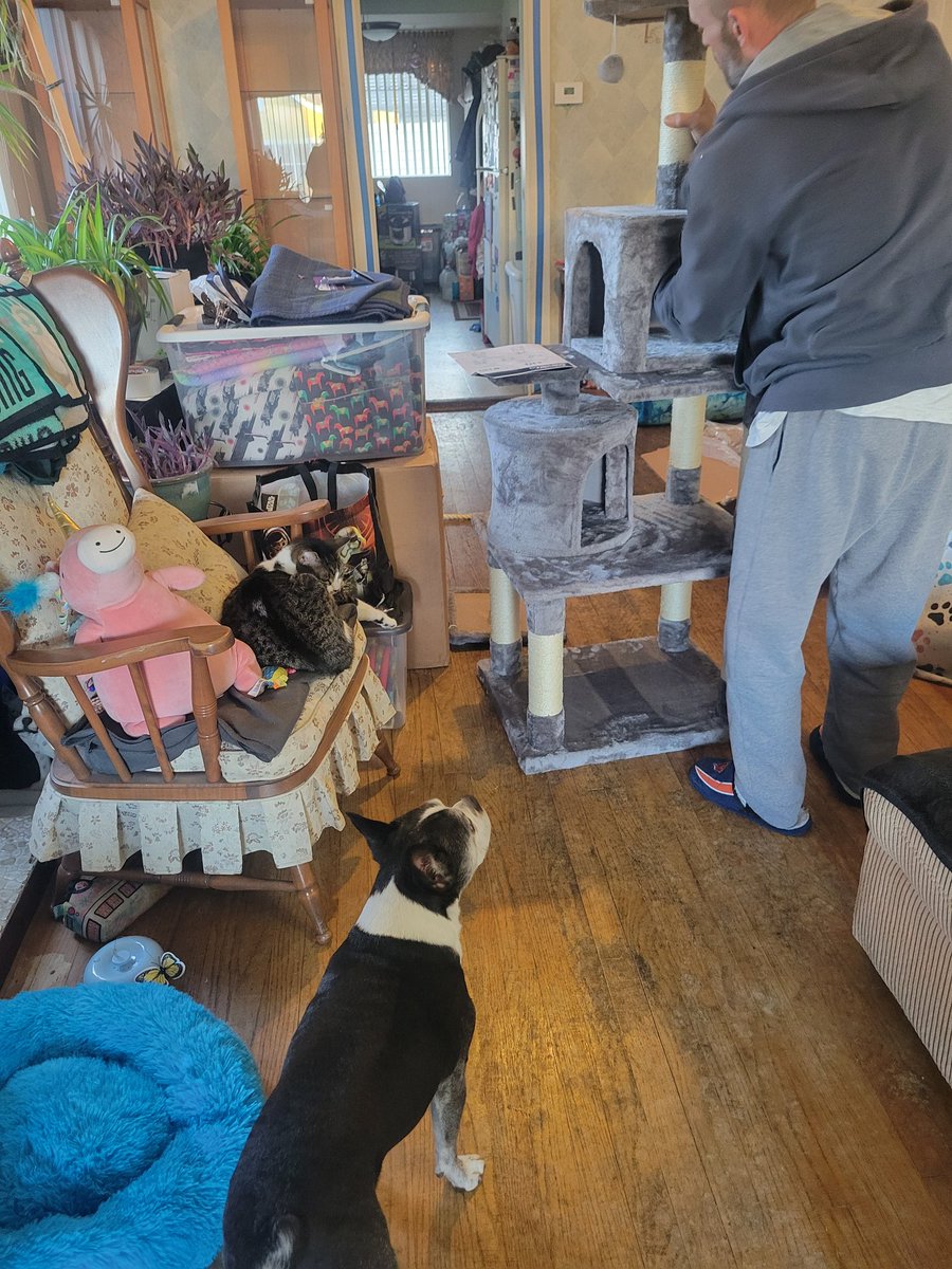 zandermanderthebt🐶 and Whiskey James 😺 tweet media