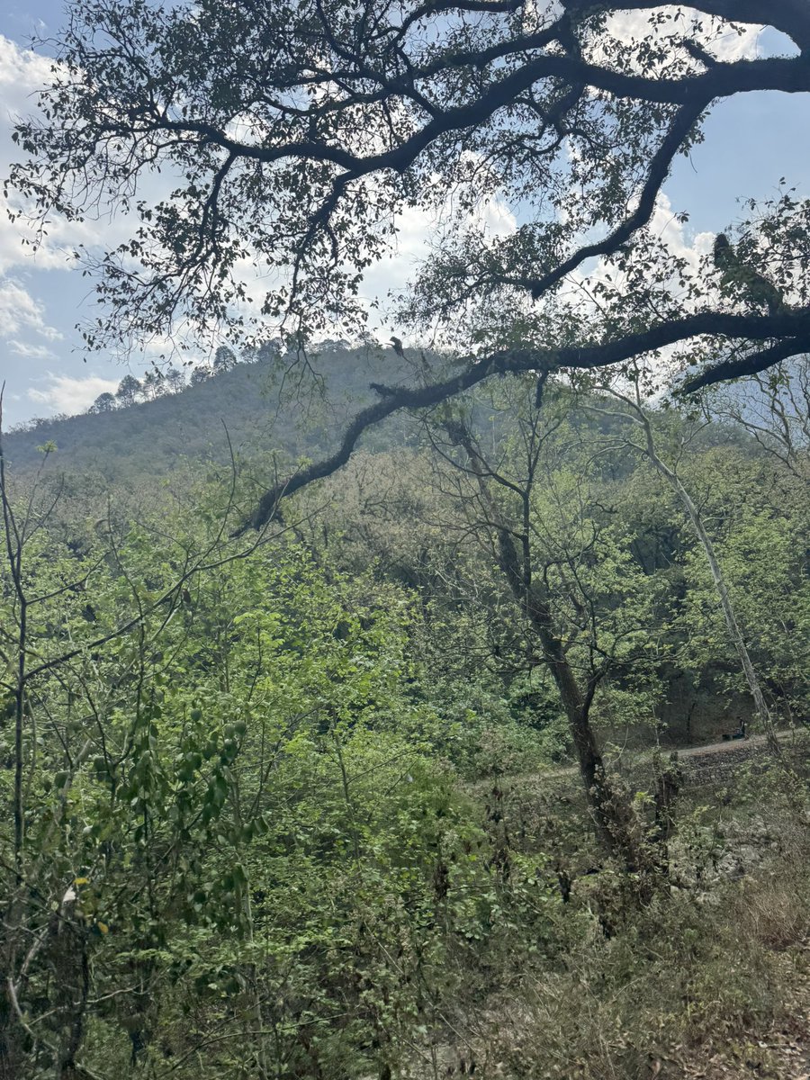 Así Es Monterrey tweet media