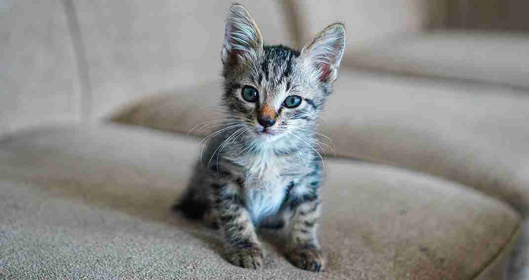 Chat et Compagnie tweet media