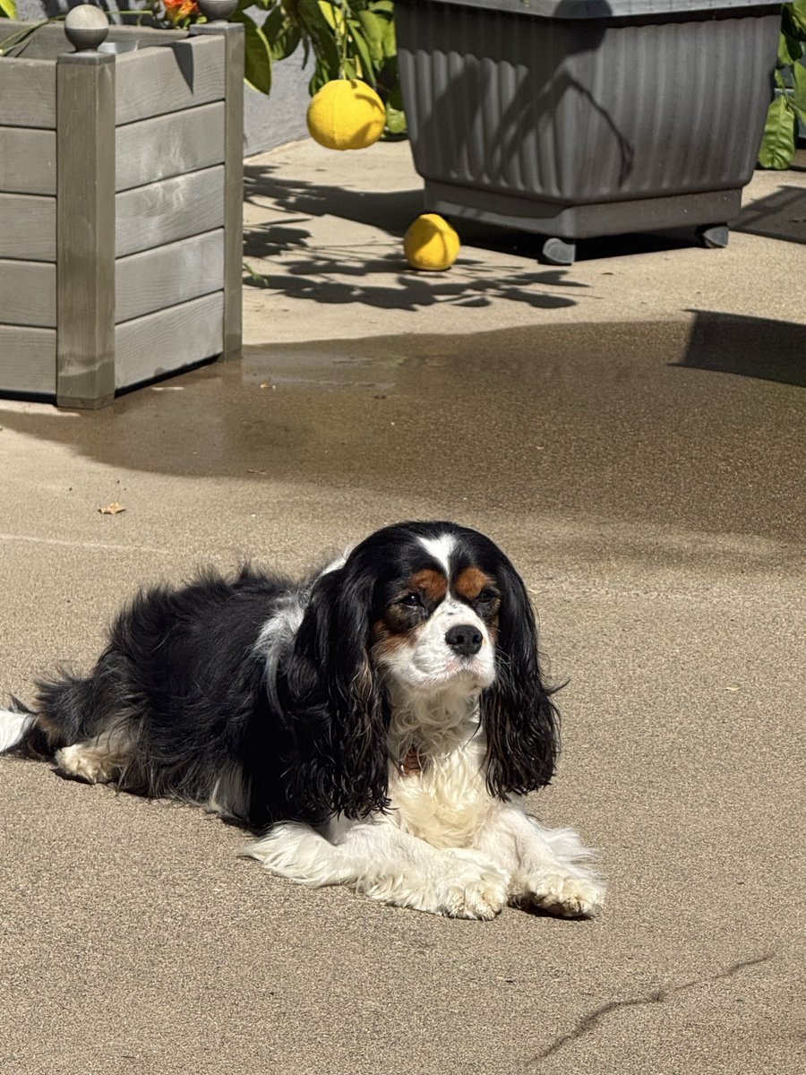 Walter the cavalier tweet media