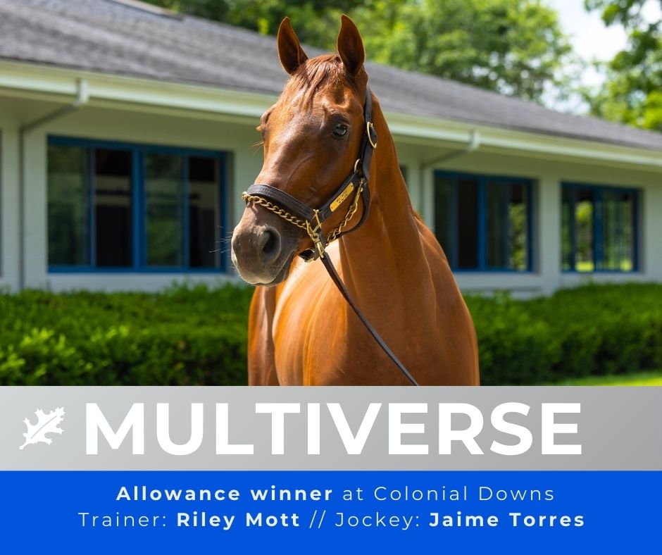 Pin Oak Stud tweet media