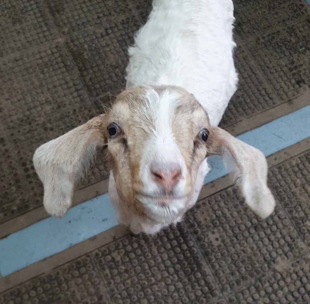Buttercups Sanctuary For Goats tweet media