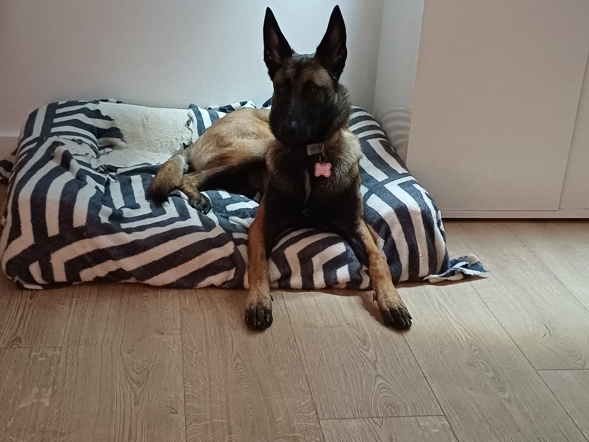 Sultan of Swing tweet media