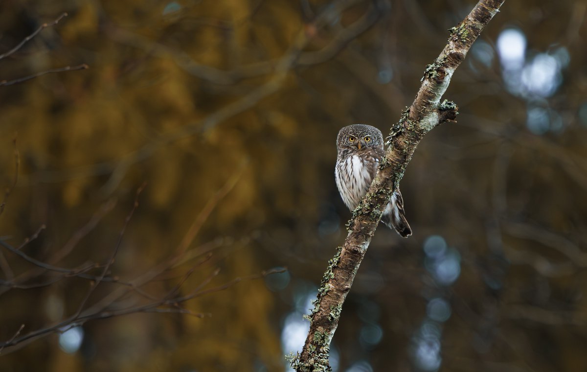 Miles Cluff tweet media