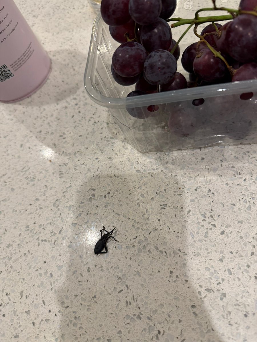Adamsolomon1's tweet photo. @waitrose enjoyed finding this beetle in my grapes this evening https://t.co/gaZCjghUK7
