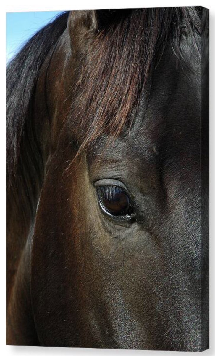 shonna99784's tweet image. Majestic Horses Eye Close Up - Canvas Print shonna-hawkins.pixels.com/featured/majes…

#Majestic #Horses #Eye #CloseUp #CanvasPrint #FineArt #HomeDecor #ShonnaHawkinsPixels