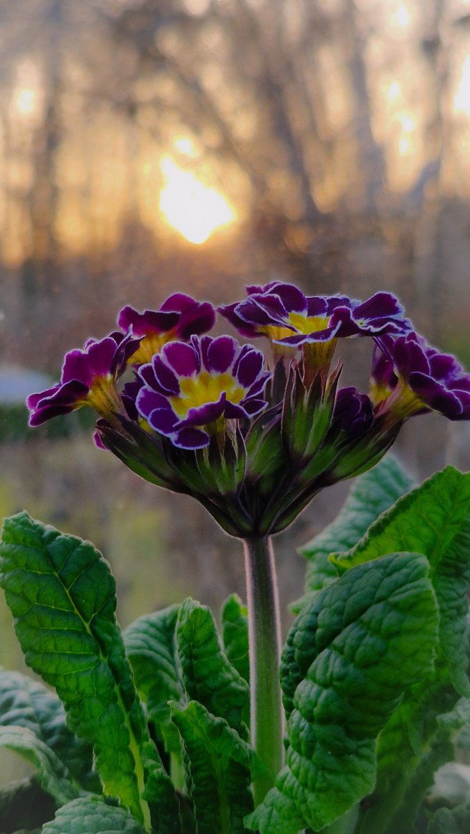 Plantaholic 🌸 tweet media