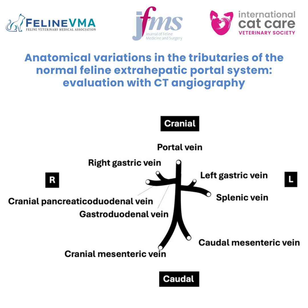 Feline Veterinary Medical Association tweet media