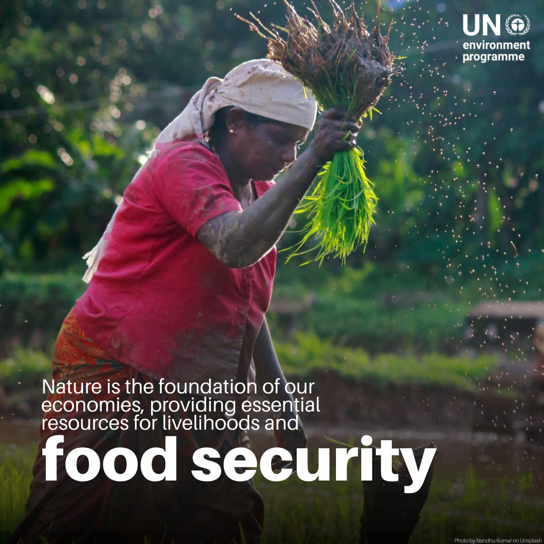 UN Environment Programme tweet media