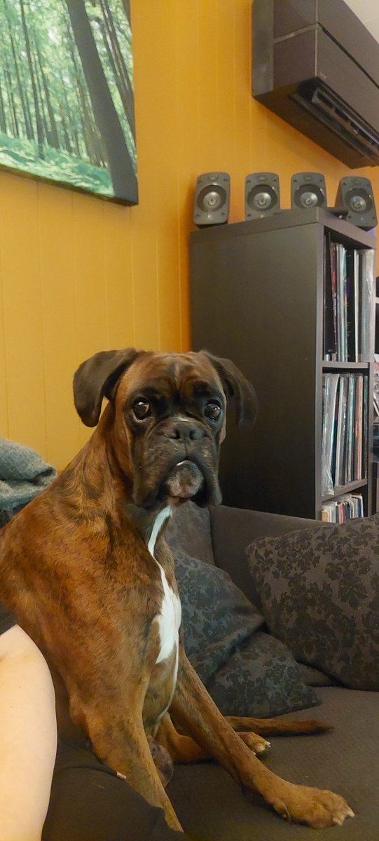 Norwegian Tiger🇳🇴🧡🖤🐯 tweet media