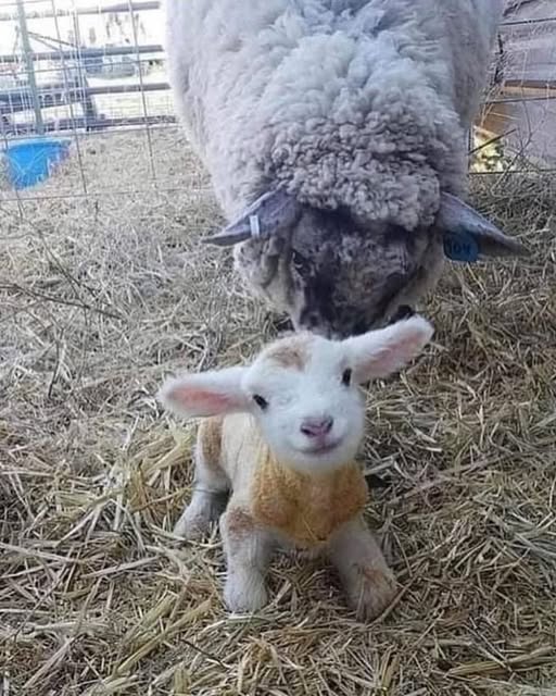 Ellie CG tweet media