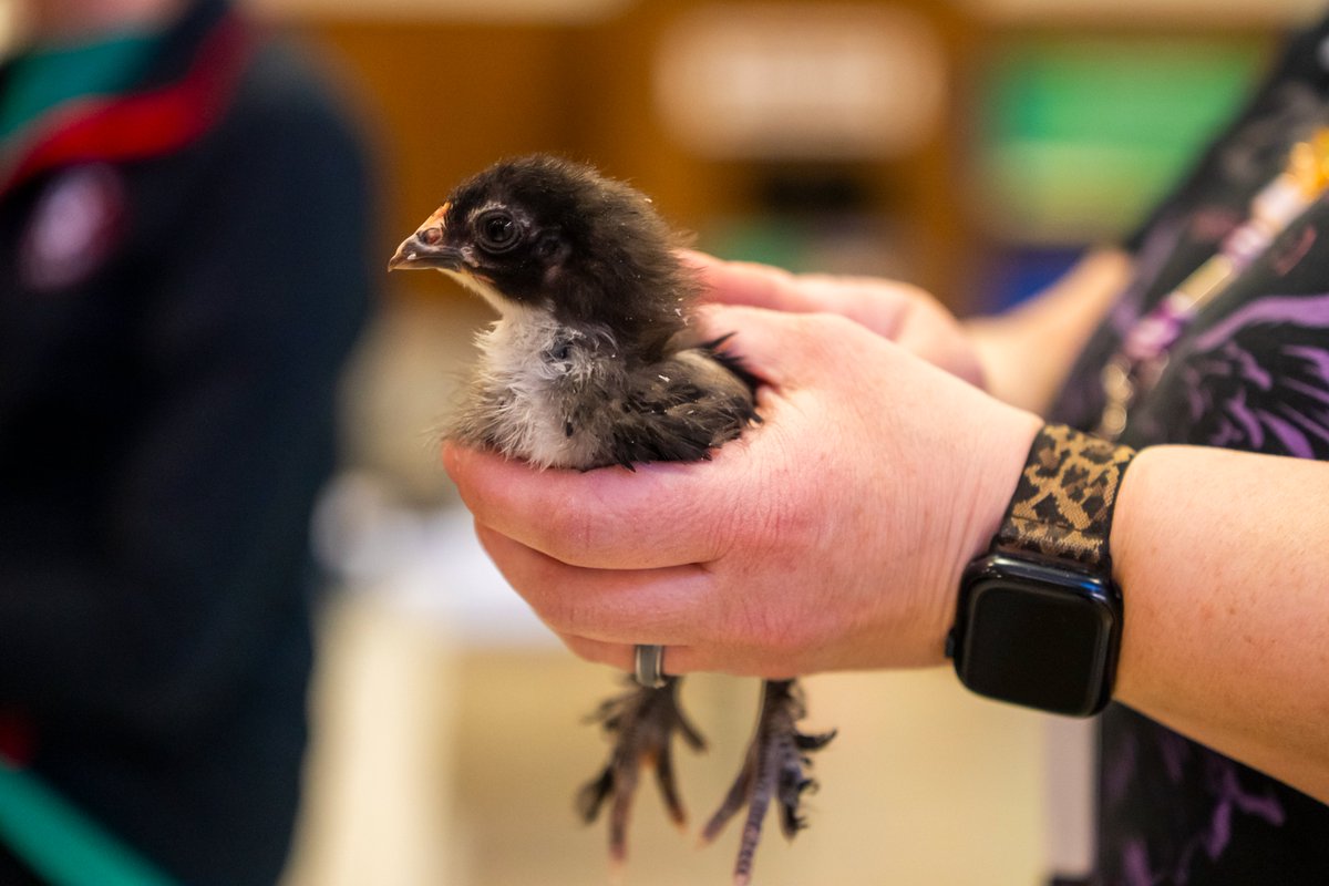 Erie County Fair tweet media