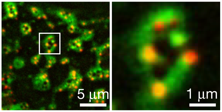 U. Michigan español tweet media